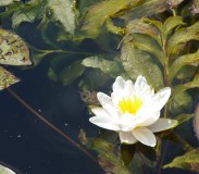 Meditatie