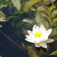 Meditatie